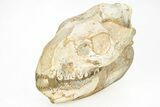Fossil Oreodont (Merycoidodon) Skull - South Dakota #217195-5